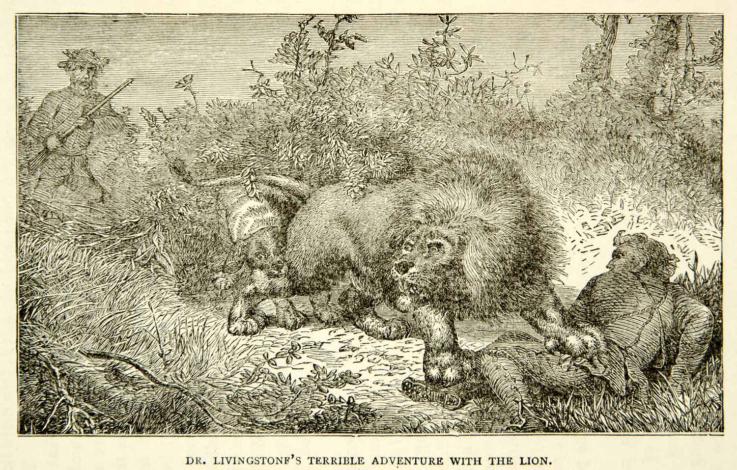 1884 Wood Engraving David Livingstone Lion Attack Africa Historic Bush XGZC7