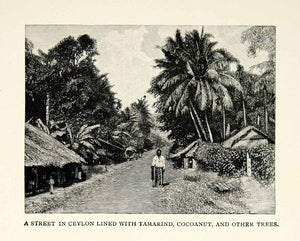 1890 Wood Engraving Street Scene Ceylon Sri Lanka Tamarind Cocoanut Trees XGZC8