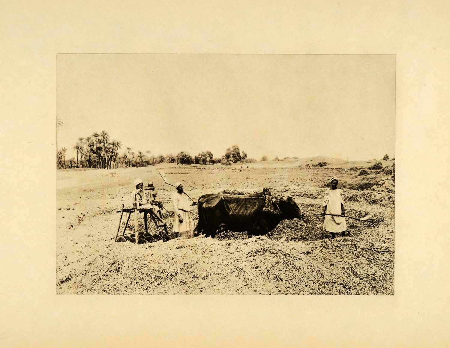 1903 Photogravure Straw Harvest Oxen Middle East Farming Agriculture XHA3
