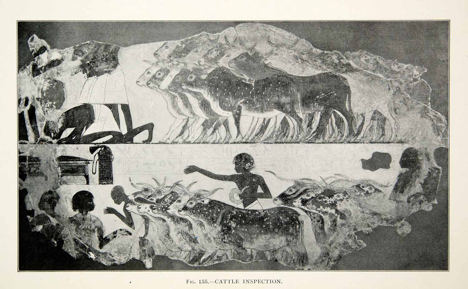 1909 Print Cattle Inspection Herd Ancient Archaeological Cow Thebes Farmer XHC8