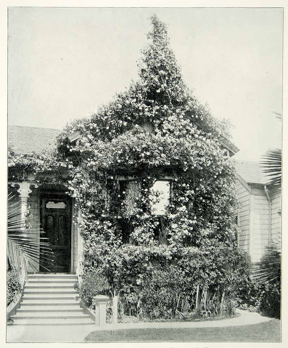1894 Print Rose Cottage S Spring Street Los Angeles California Floral YAC1