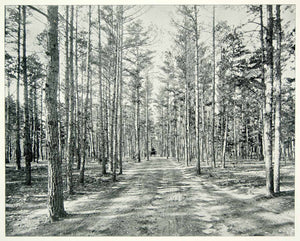 1894 Print Piney Woods New Jersey National Park Reserve Lakewood Horse YAC1