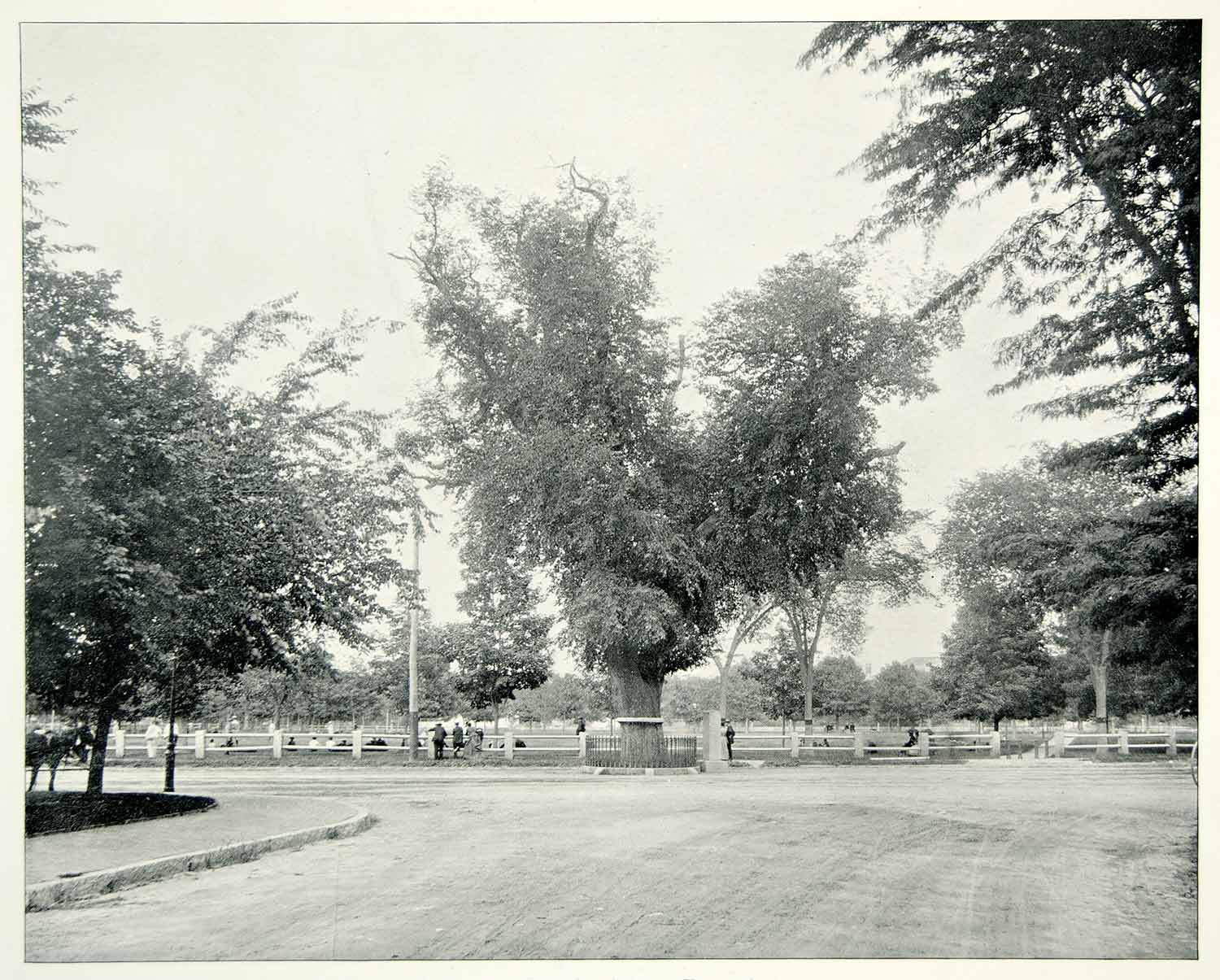 1894 Print Washington Elm Tree Cambridge Massachusetts Historic Landmark YAC1