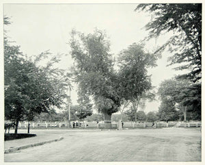 1894 Print Washington Elm Tree Cambridge Massachusetts Historic Landmark YAC1