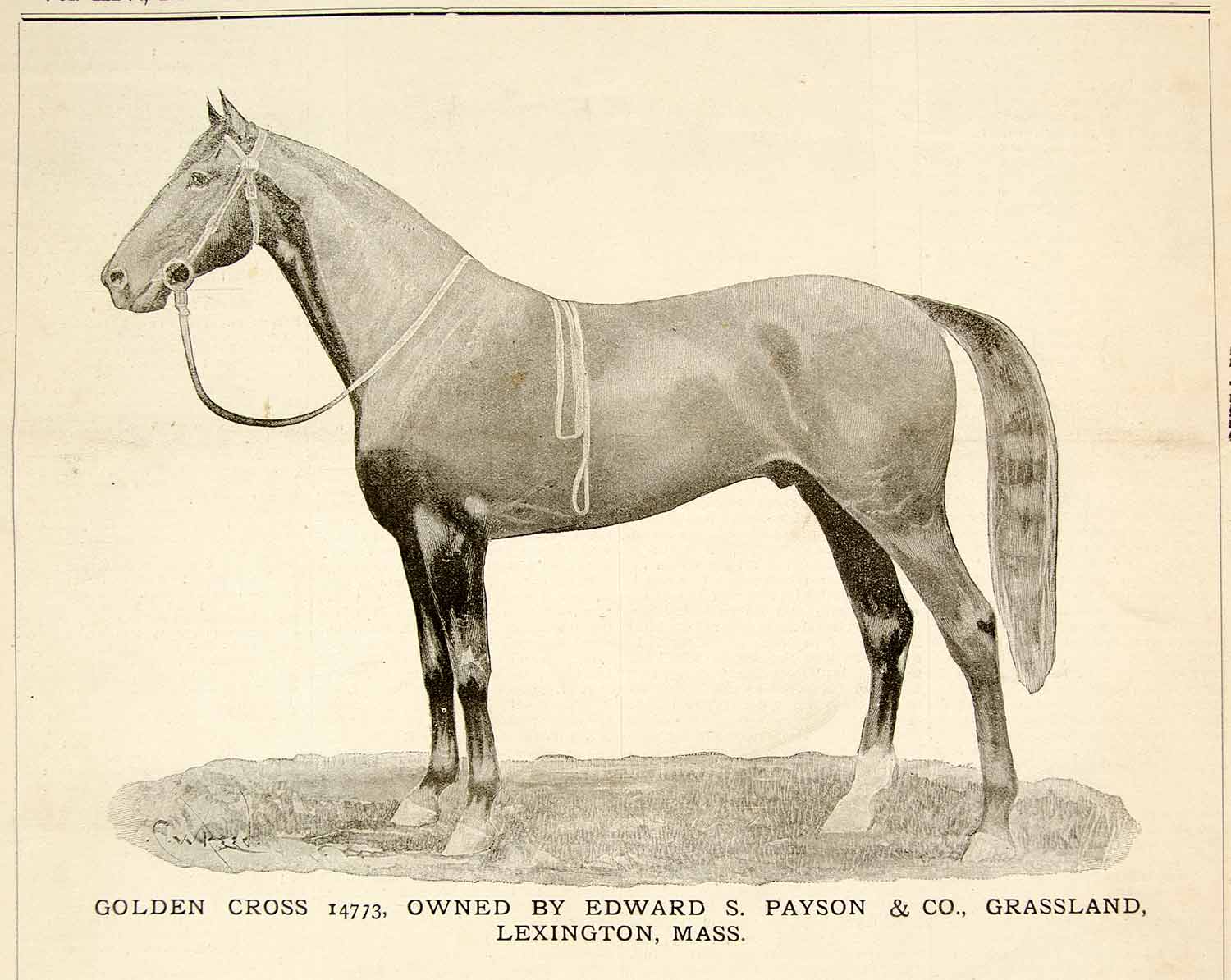 1896 Print Racehorse Golden Cross Horse Racing Grassland Farm
