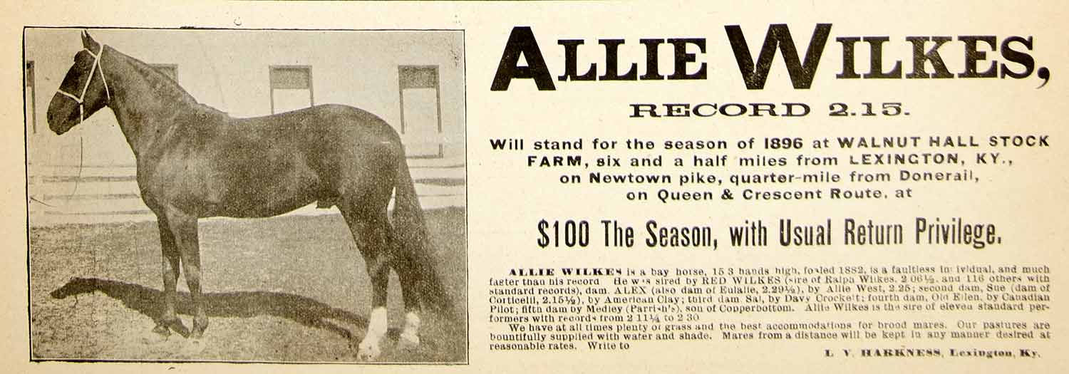 1896 Ad Stud Horse Stallion Allie Wilkes Walnut Hall Stock Farm Kentucky YAHB1