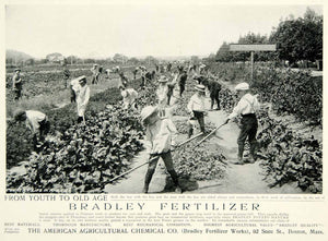 1903 Ad American Agricultural Chemical Bradley Fertilizer Farming Gardening YCL2