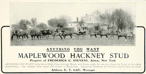 1903 Ad Maplewood Hackney Stud Carriage Horses Ponies Equestrian Animal YCL2