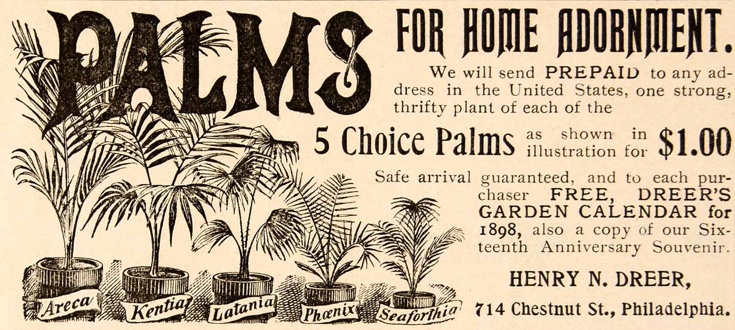 1898 Ad Palm Tree Plants Home Adornment Kentia Latania Household Henry N YDL1