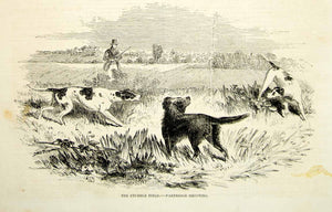 1852 Wood Engraving Art Stubble Field Partridge Shooting Hunting Dogs Pets YGP2