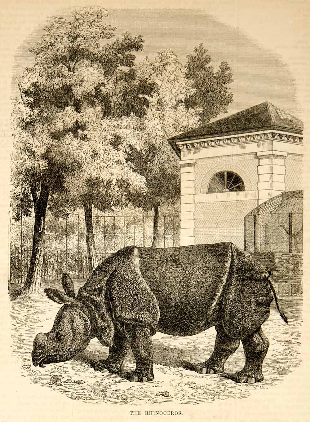 1853 Wood Engravings Rhinoceros Rhino Skeleton Rhinocerotidae Anatomy Mammal SET