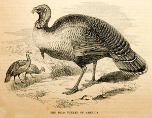 1854 Engraving American Wild Turkey Bird Meleagris Gallopavo Wildlife Antique