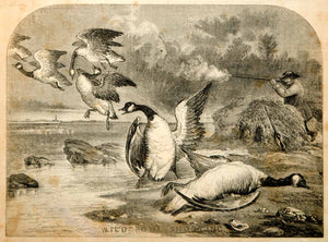 1854 Wood Engraving Canadian Geese Goose Hunting Hunters Shooting Guns Antique