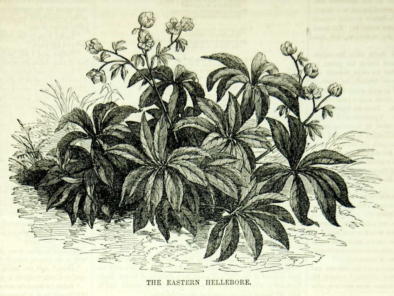1854 Engraving Eastern Hellebore Helleborus Viridis Botanical Antique Print Art