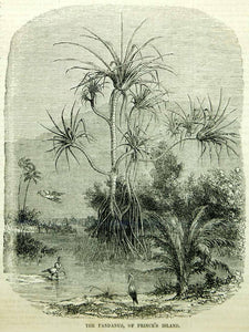 1854 Wood Engraving Pandanus Pandan Screw Palm Pine Tree Botanical Antique Art