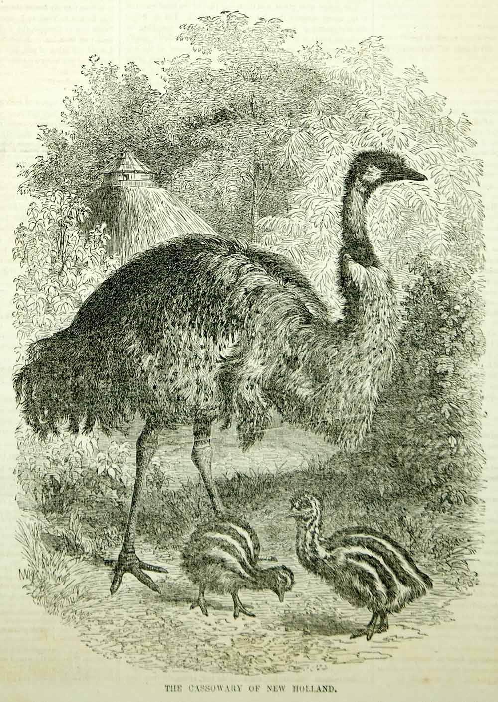 1854 Engraving Cassowary Flightless Bird Chicks Australia New Guinea Wildlife