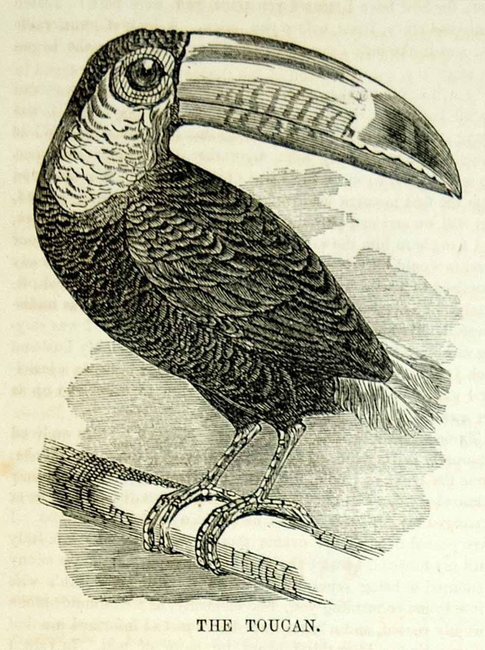 1854 Wood Engraving Toucan Bird Tropical Ramphastidae Bill Wildlife Art Antique