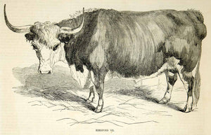 1854 Wood Engraving Horned Hereford Bull Ox Oxen Cattle Livestock Draft Animal