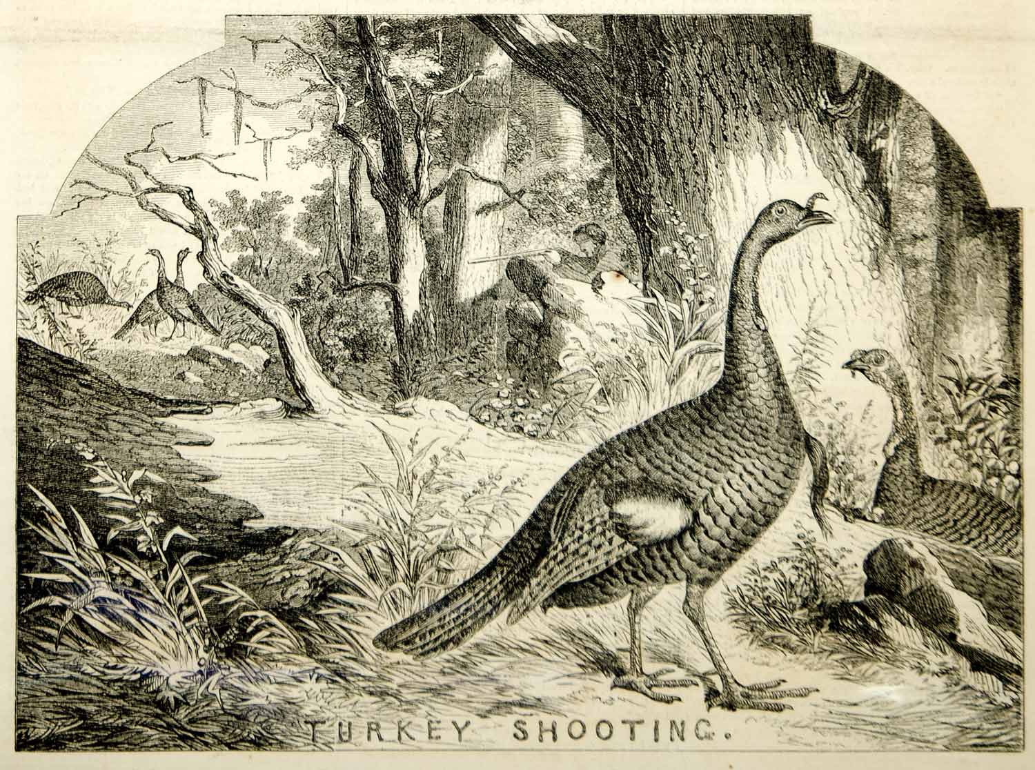1854 Wood Engraving Turkey Shooting Hunting Game Bird Hunter Wildlife