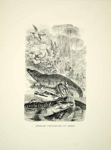 1885 Print African Crocodile Swamp Bird Animals Landscape Forest Marsh YLW1