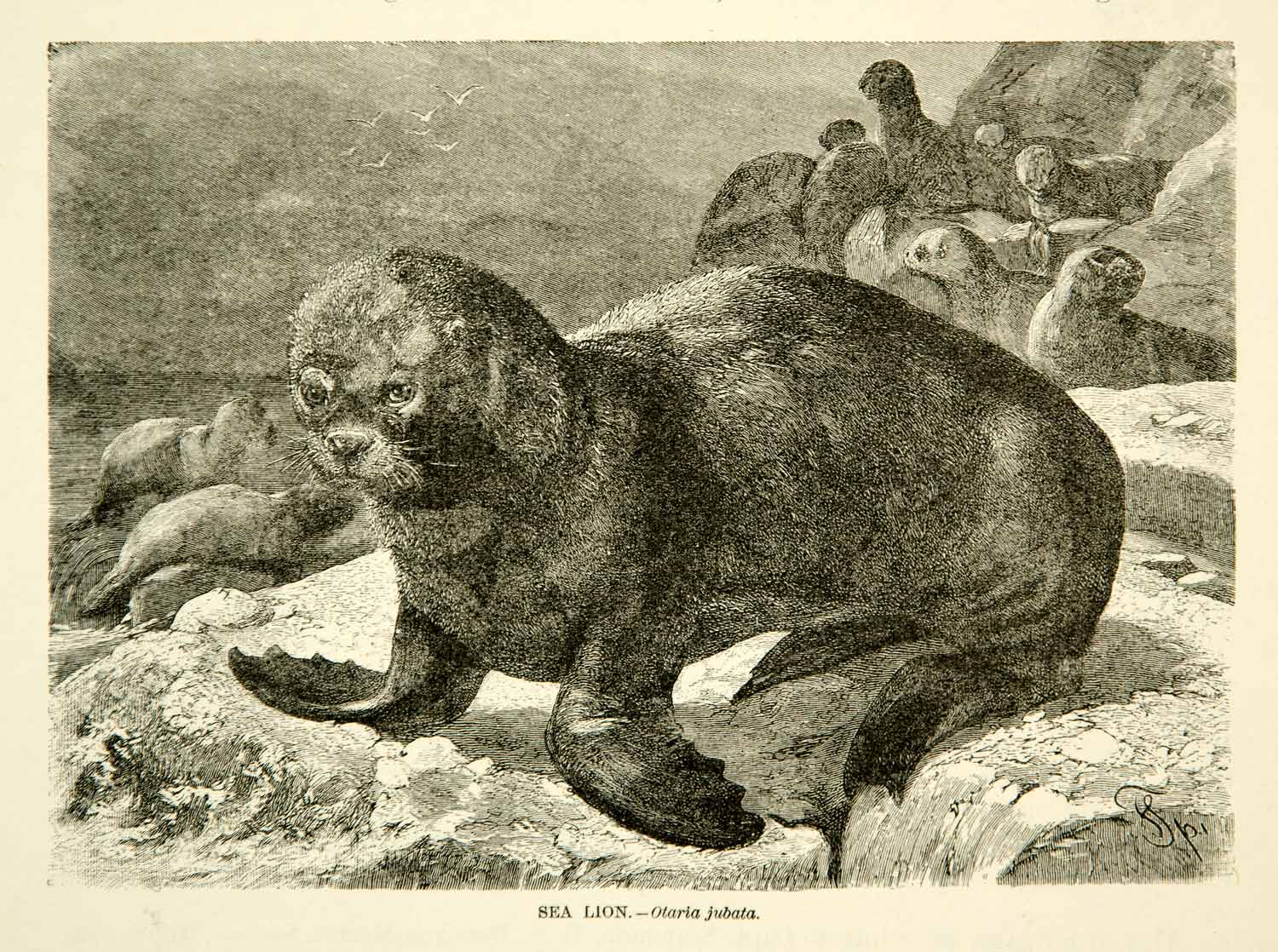 1885 Wood Engraving Sea Lion Animal Fin Fur Blubber Wildlife Landscape YLW1