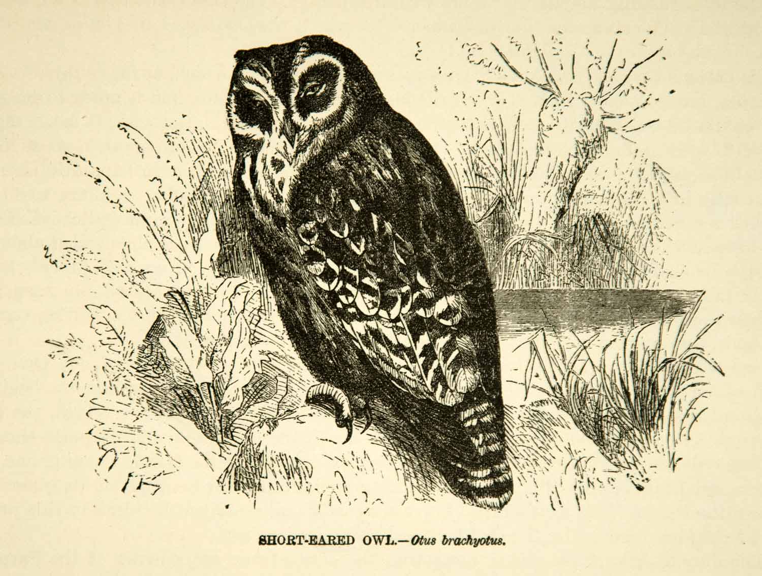 1885 Wood Engraving Bearded Screech Owl Guatemala Mexico Bird Animal YLW1