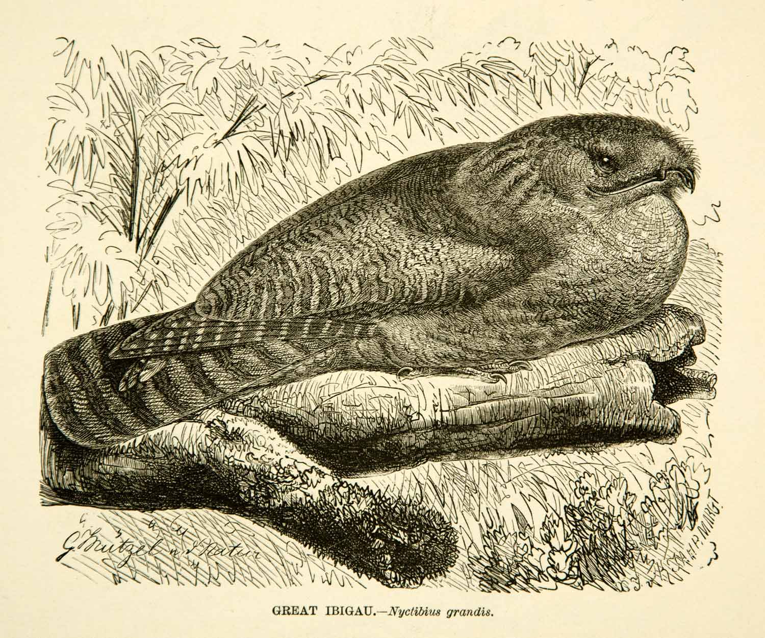 1885 Wood Engraving Great Ibigau Owl Bird Tree Branch Feather Animal YLW1