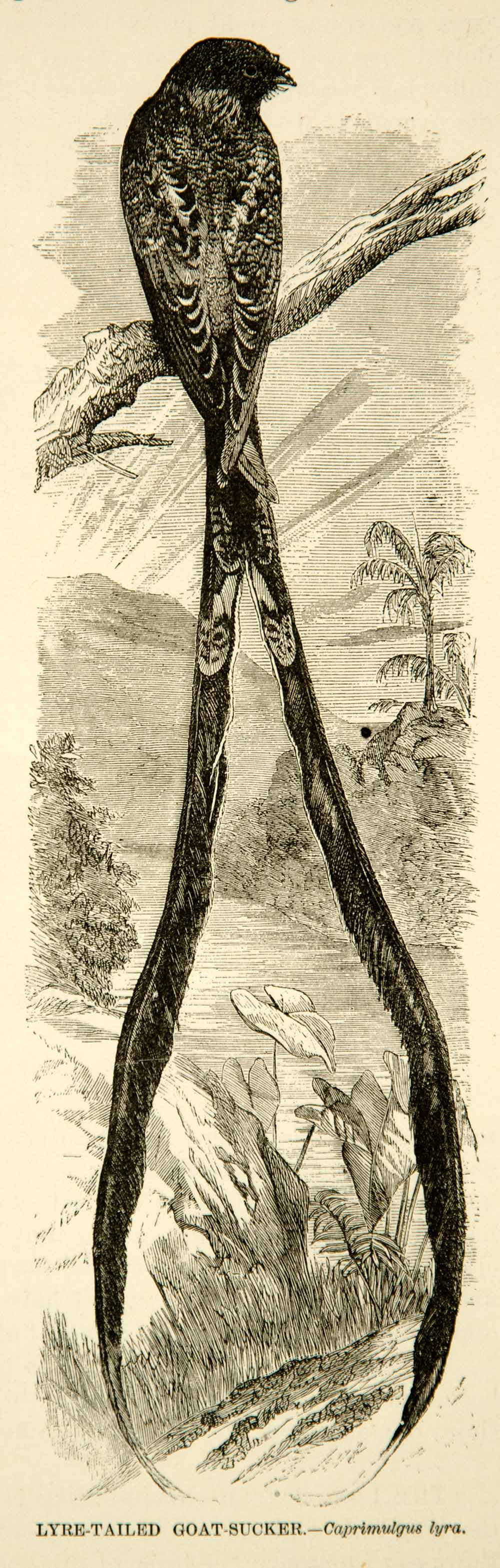 1885 Wood Engraving Lyre Tailed Goat Sucker Bird Plumage Feathers YLW1