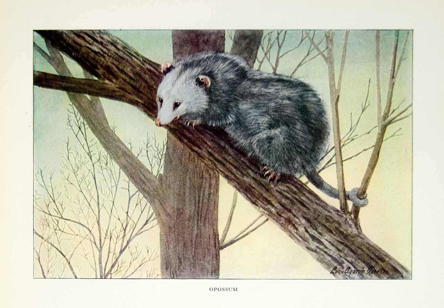 1916 Color Print Opossum Animal Wildlife Louis Agassiz Fuertes Furry Image YNG1