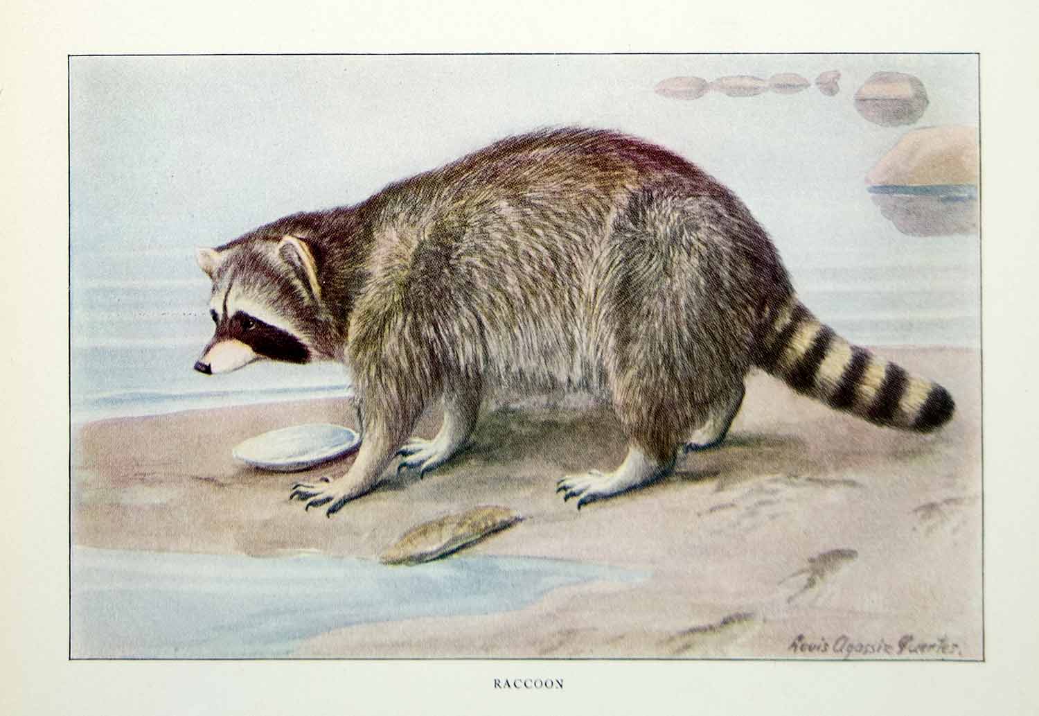 1916 Color Print Raccoon Animal Wildlife Creature Luis Agassiz Fuertes YNG1