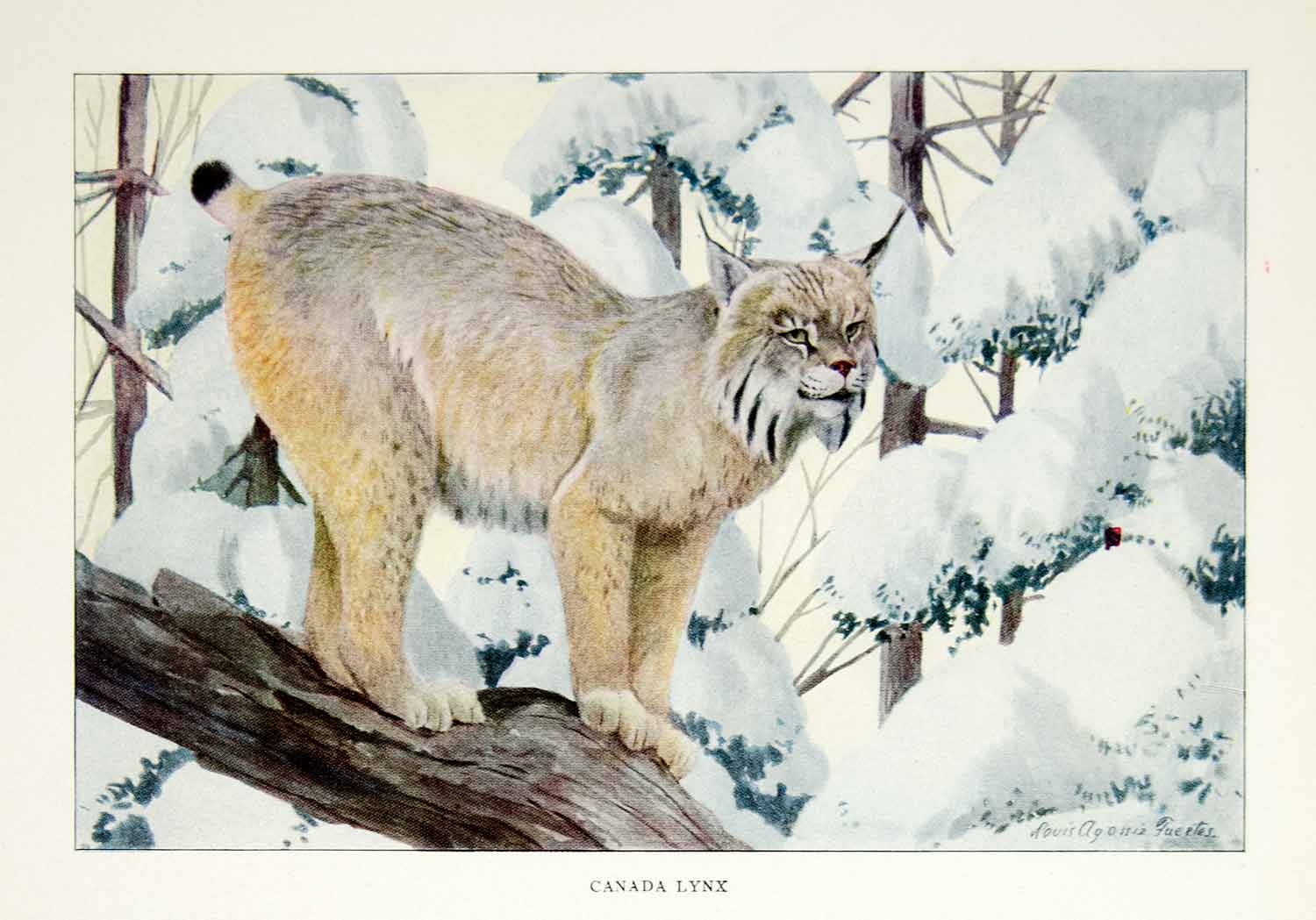 1916 Color Print Canadian Lynx Wildlife Animal Cat Louis Agassiz Fuertes YNG1