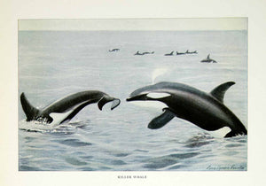 1916 Color Print Killer Whale Wildlife Fish Mammals Louis Agassiz Fuertes YNG1