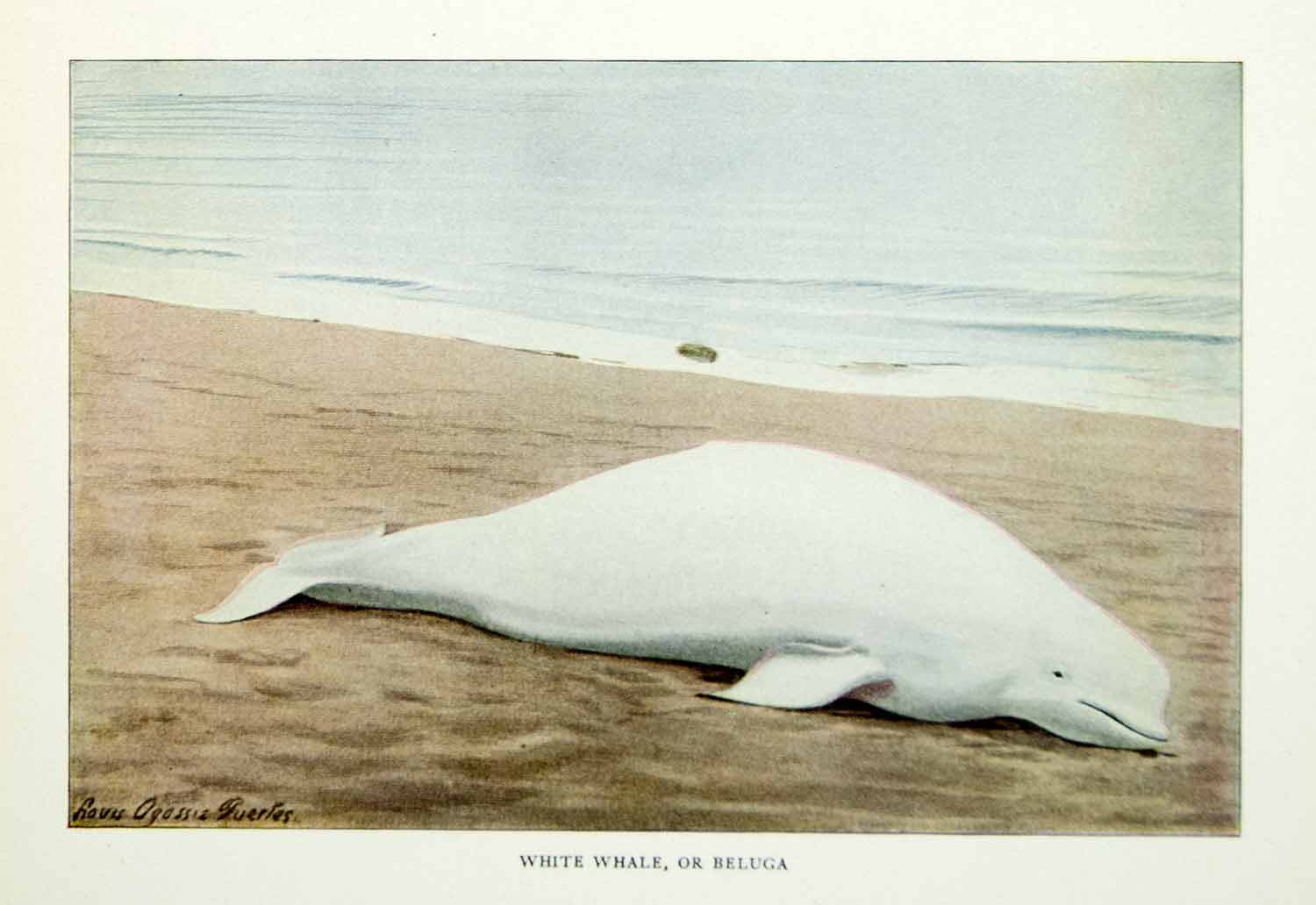 1916 Color Print White Whale Beluga Animal Wildlife Louis Agassiz Fuertes YNG1