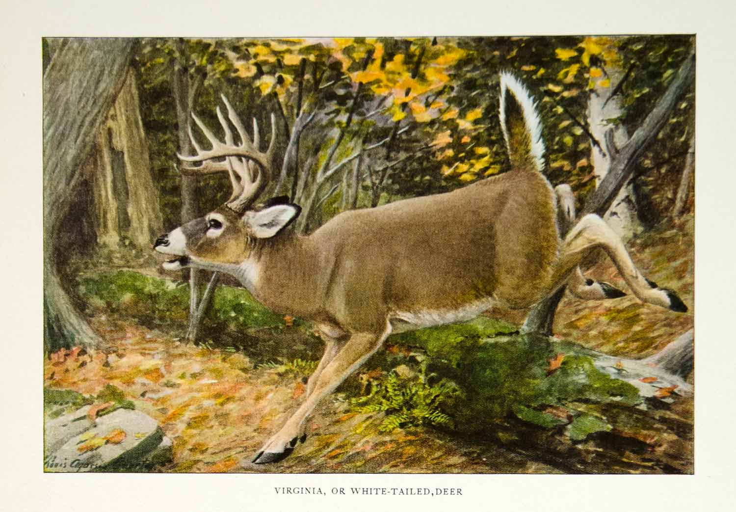 1916 Color Print Virginia White Tailed Deer Louis Agassiz Fuertes Animal YNG1