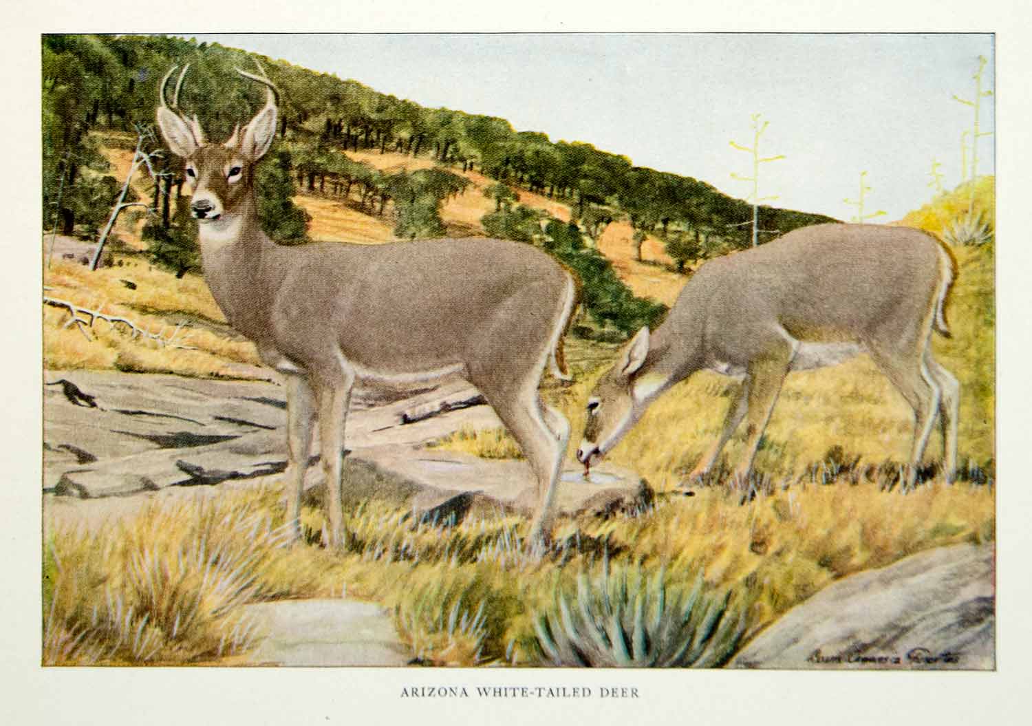 1916 Color Print Arizona White Tailed Deer Wildlife Louis Agassiz Fuertes YNG1