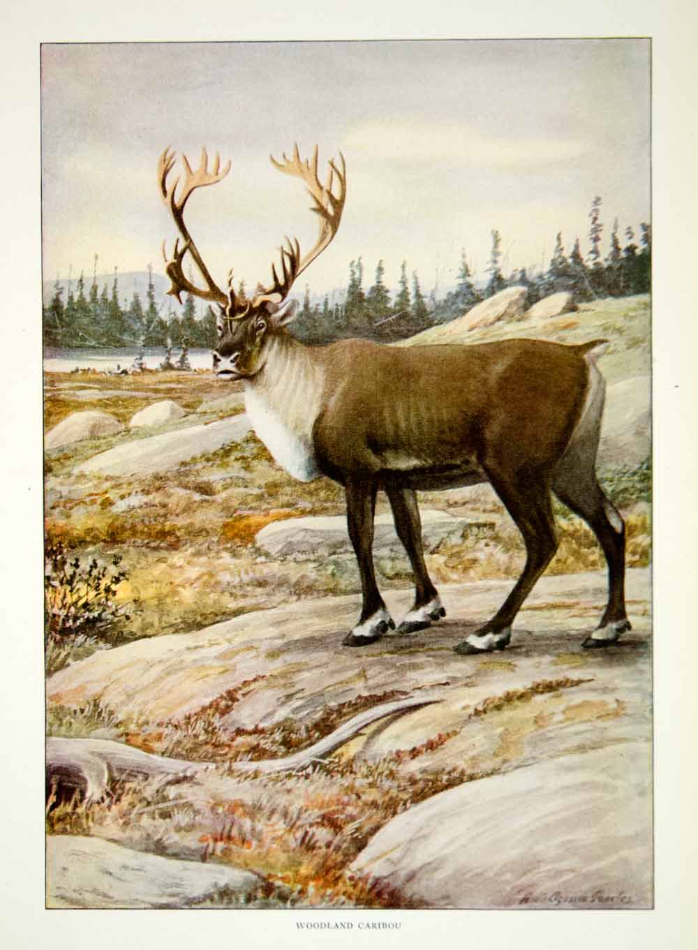 1916 Color Print Woodland Caribou Wildlife Animal Louis Agassiz Fuertes Art YNG1