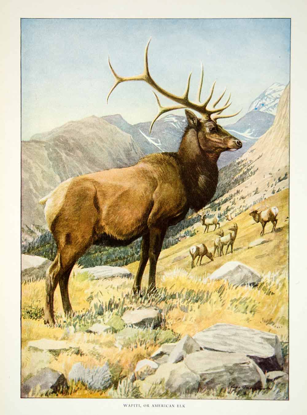 1916 Color Print Wapiti American Elk Wildlife Animal Louis Agassiz Fuertes YNG1