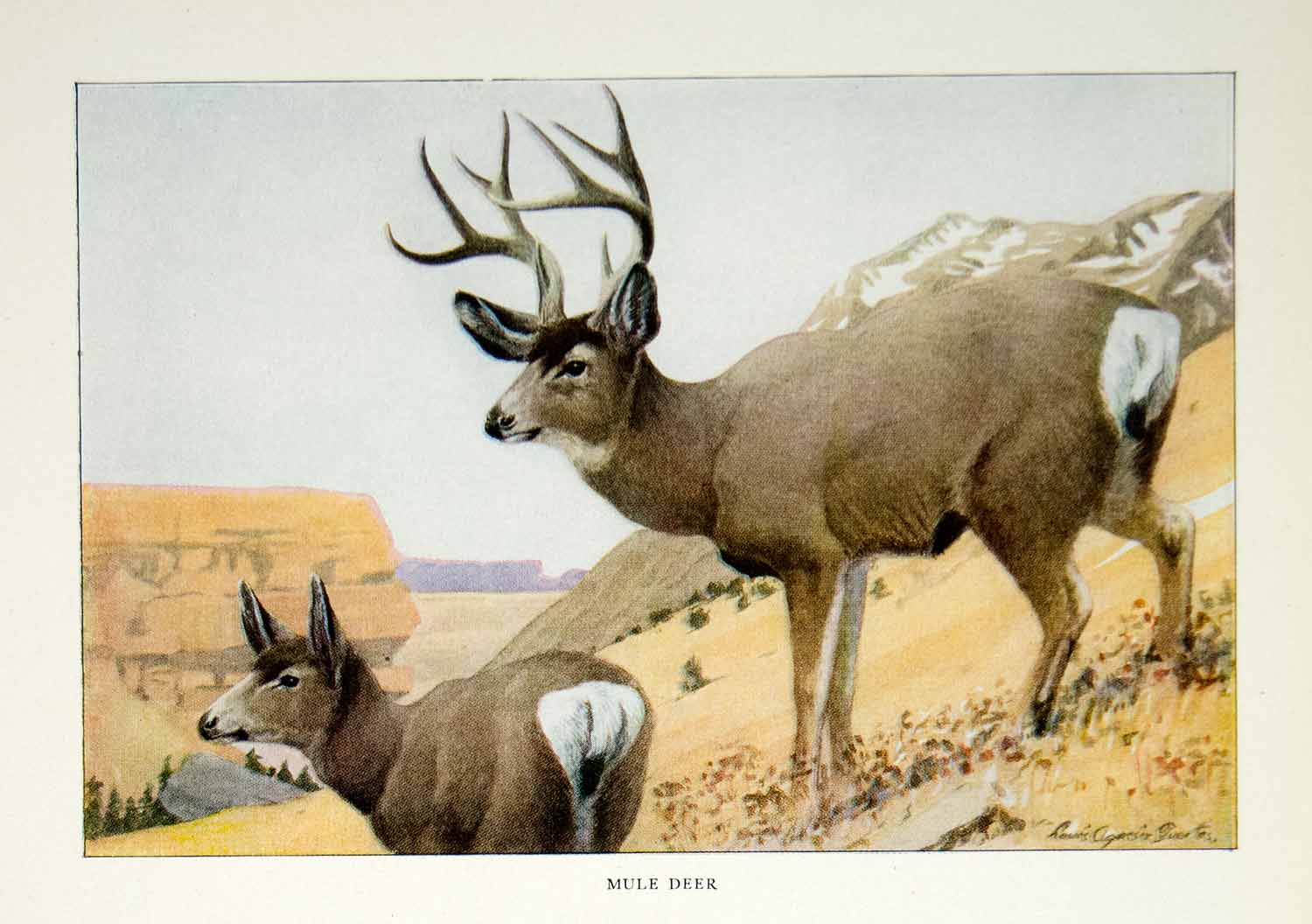 1916 Color Print Mule Deer Wildlife Animal Antler Louis Agassiz Fuertes Art YNG1