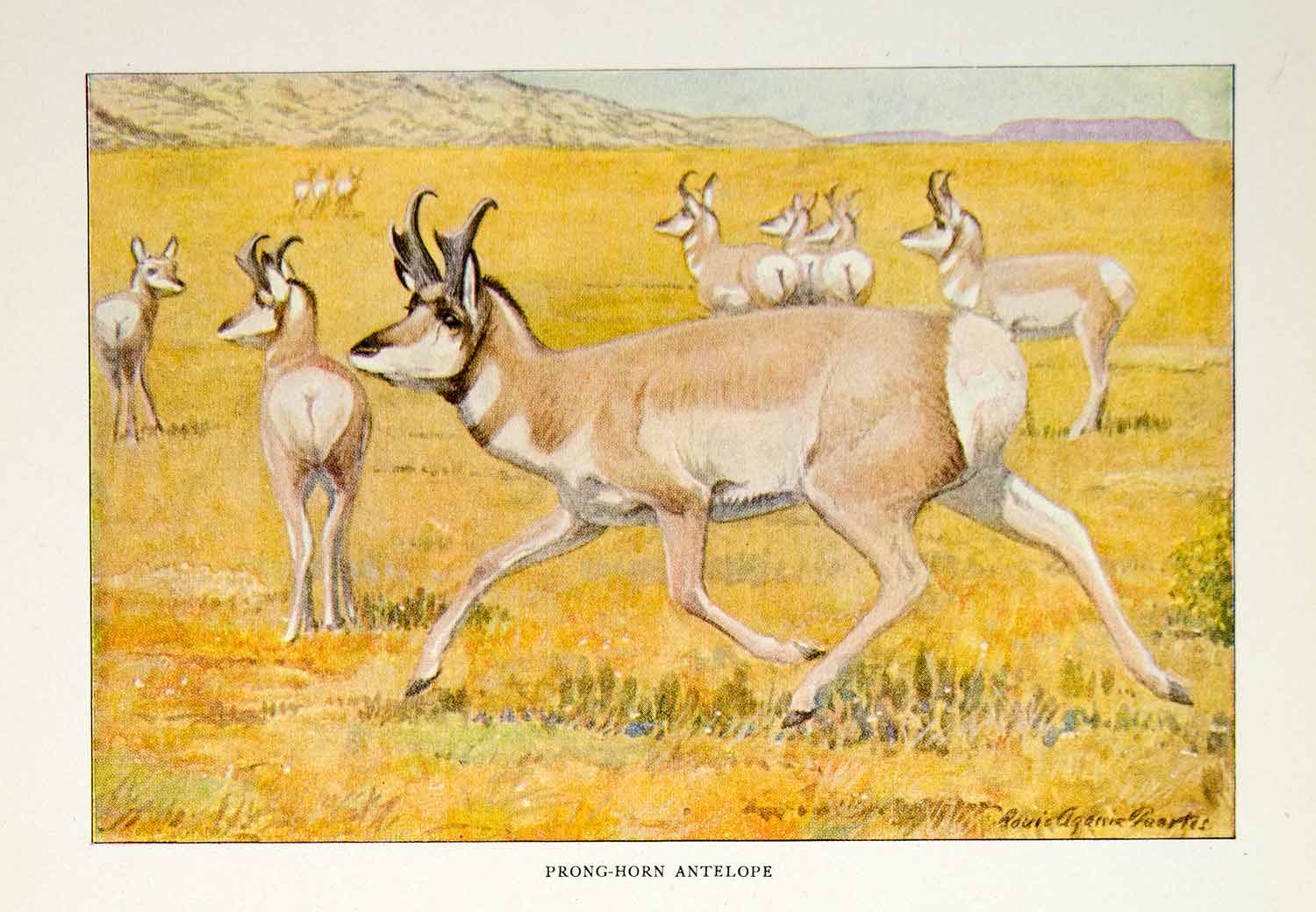 1916 Color Print Prong Horn Antelope Wildlife Louis Agassiz Fuertes Art YNG1