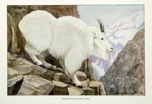 1916 Color Print Rocky Mountain Goat Wildlife Animal Louis Agassiz Fuertes YNG1