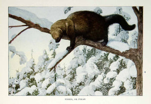 1916 Color Print Fisher Pekan Wildlife Animal Louis Agassiz Fuertes Art YNG1