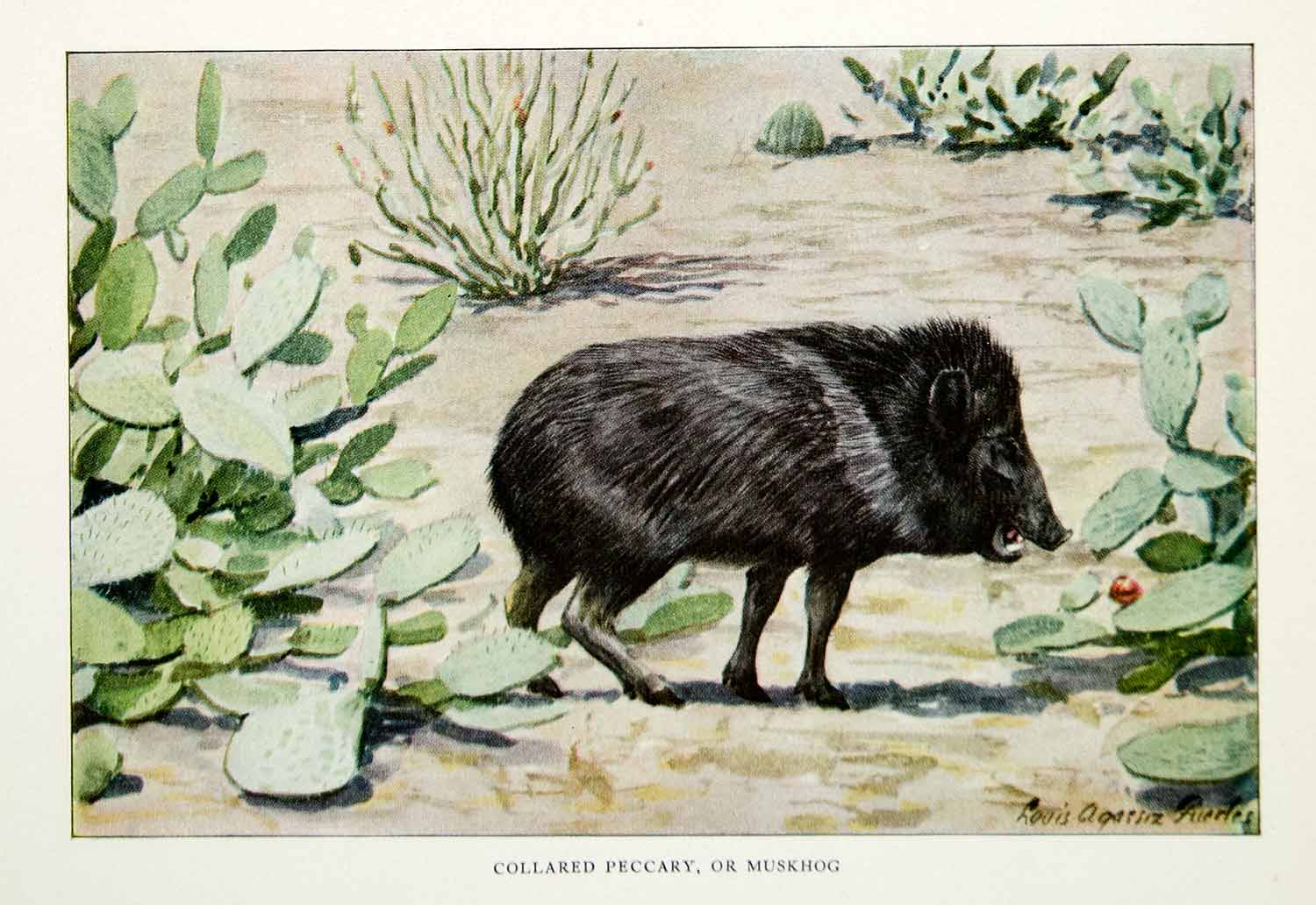 1916 Color Print Collared Peccary Muskhog Animal Louis Agassiz Fuertes Art YNG1