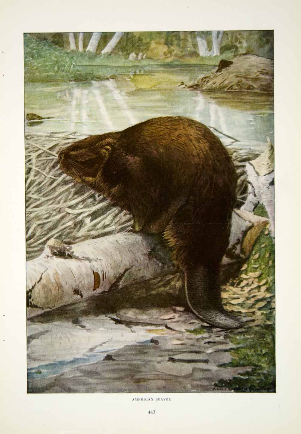 1916 Color Print American Beaver Wildlife Animal Louis Agassiz Fuertes Art YNG1