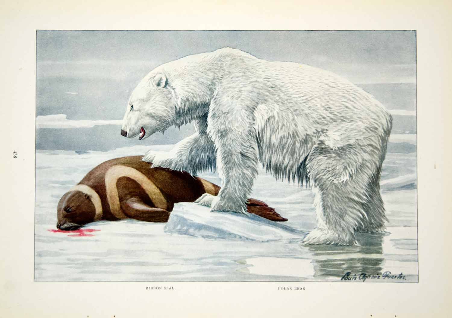 1916 Color Print Ribbon Seal Polar Bear Wildlife Louis Agassiz Fuertes  Art YNG1