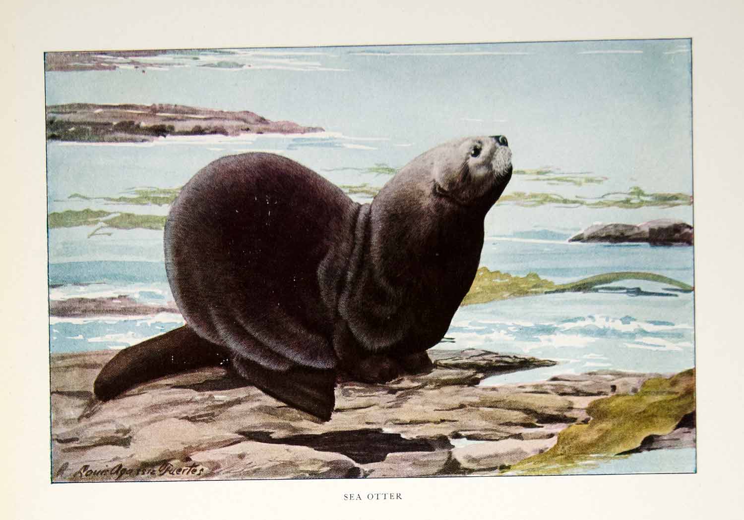 1916 Color Print Sea Otter Animal Wildlife Shoreline Louis Agassiz Fuertes YNG1