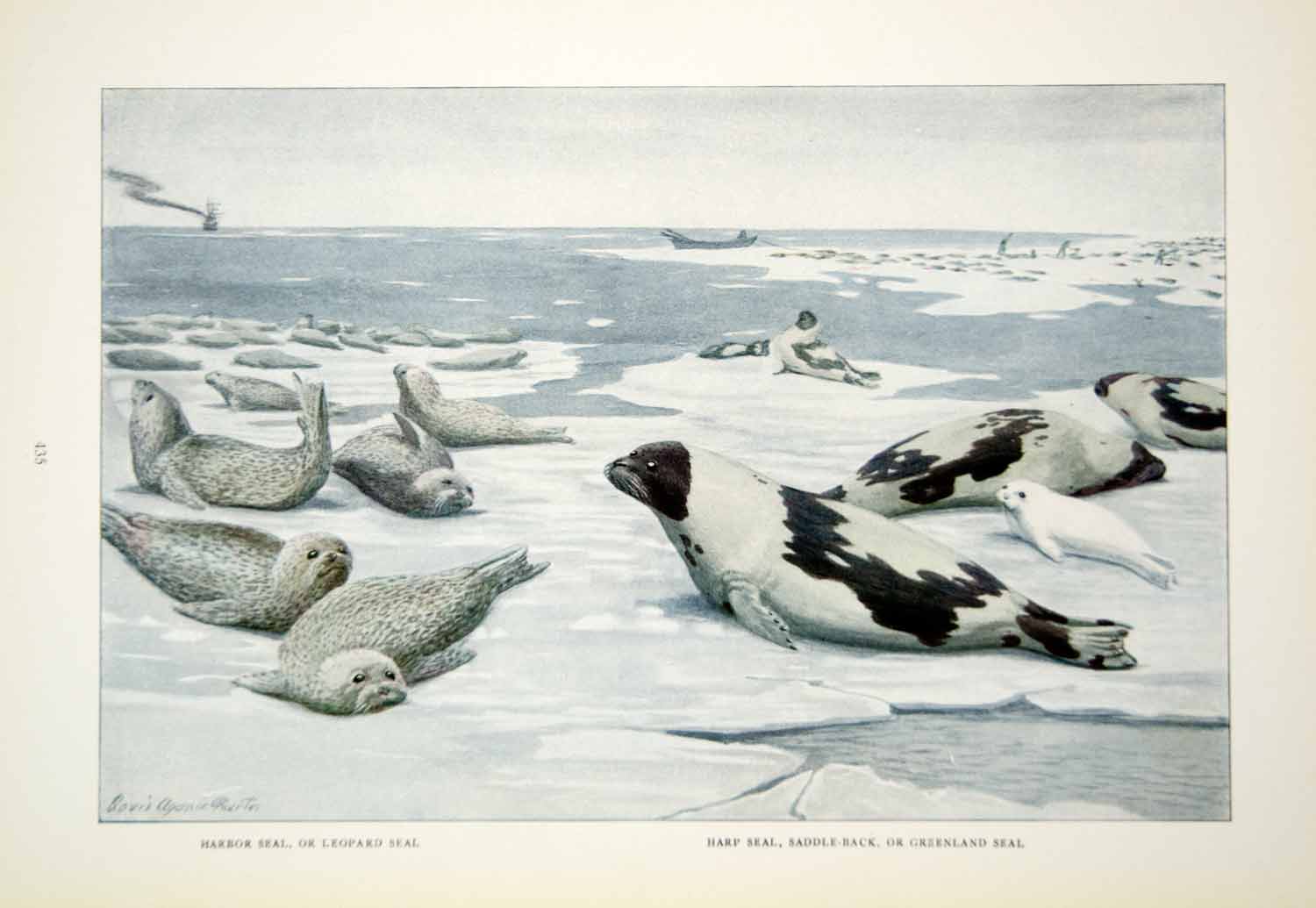 1916 Color Print Greenland Harbor Leopard Seal Animal Lois Agassiz Fuertes YNG1