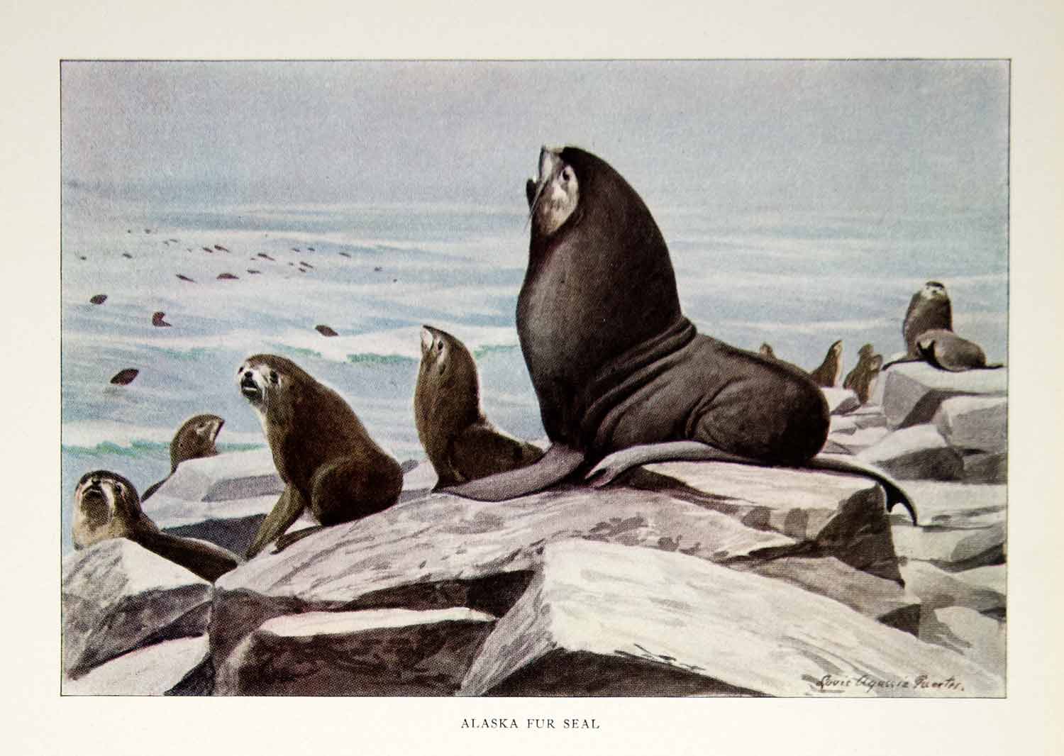 1916 Color Print Alaska Fur Seal Wildlife Animal Louis Agassiz
