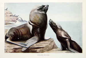1916 Color Print Steller Sea Lion Animal Wildlife Louis Agassiz Fuertes Art YNG1