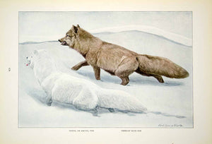 1916 Color Print White Arctic Pribilof Fox Louis Agassiz Fuertes Animal YNG1