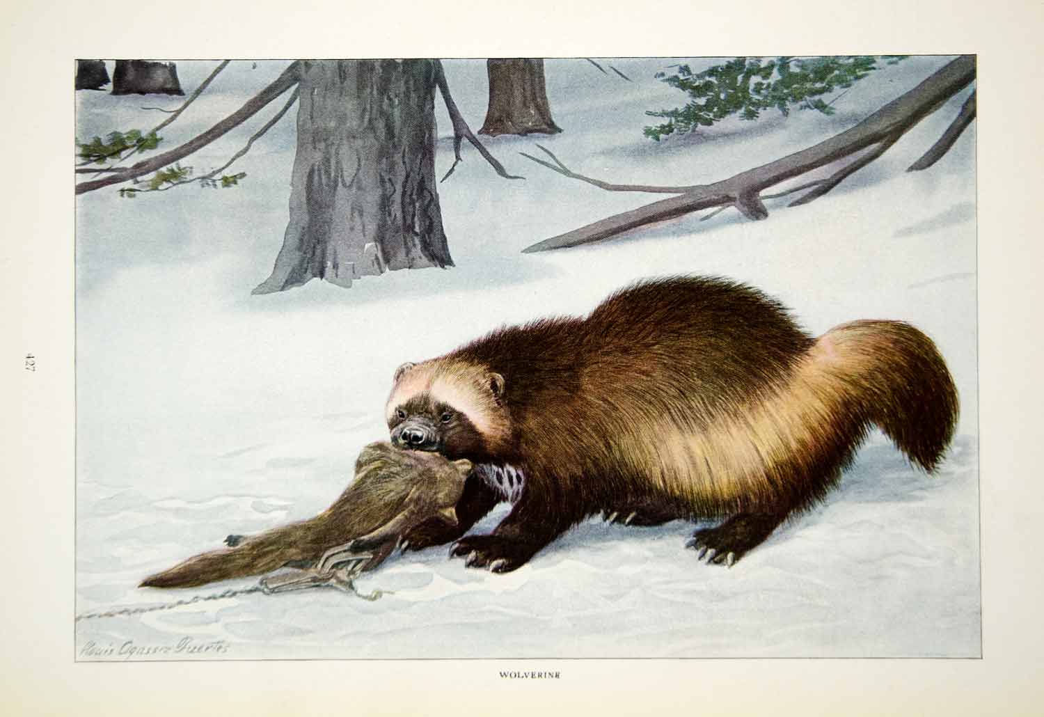 1916 Color Print Wolverine Wildlife Animal Hunting Louis Agassiz Fuertes YNG1